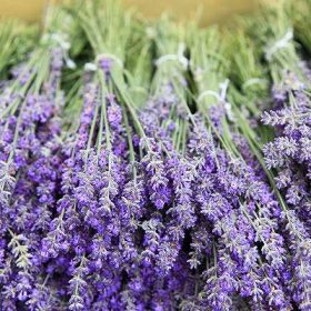 ラベンダー(lavender)について、ハーモニーアロマつくば店より